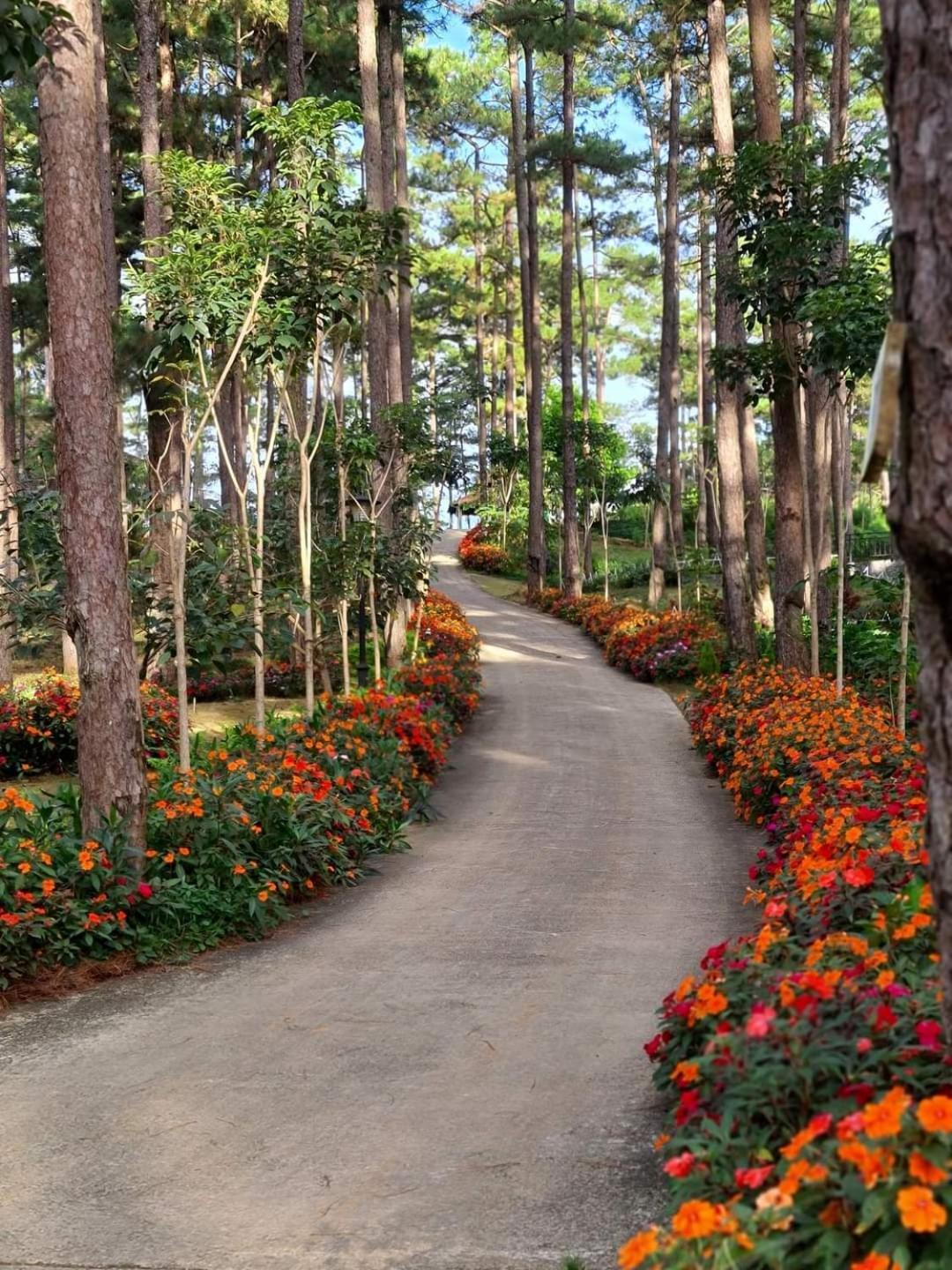 Aparthotel Dahlia Dalat Exteriér fotografie